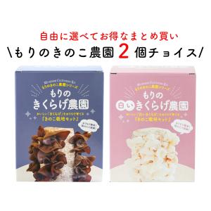 きのこ栽培キット 選べる2個チョイス まとめ買いでお得｜しいたけ農園