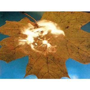 輸入盤 SOYUZ （??IO3） / FORCE OF THE WIND [LP]