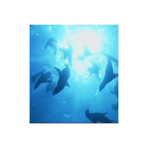 シー・プラネット モントレー湾の生き物の買取情報