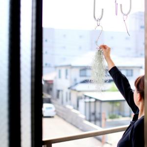 エアープランツ エアプランツ 「太葉」のウスネ...の詳細画像1