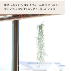 エアープランツ エアプランツ 「太葉」のウスネ...の詳細画像3