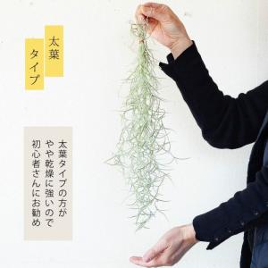エアープランツ エアプランツ 「太葉」のウスネ...の詳細画像4