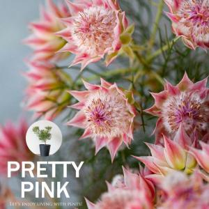 土 専用 オージープランツ向けの培養土 プロテア、セルリア、ユーカリ