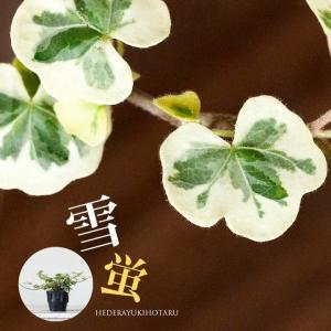 観葉植物 ヘデラ 室内 「雪ほたる」3号苗（ユキホタル）おしゃれ