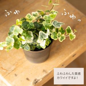 観葉植物 ヘデラ 室内 「雪ほたる」3号苗(ユ...の詳細画像1