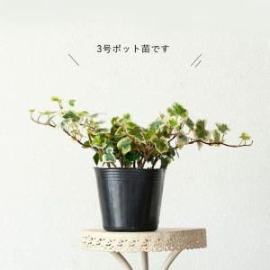 観葉植物 ヘデラ 室内 「雪ほたる」3号苗(ユ...の詳細画像2