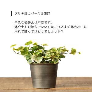 観葉植物 ヘデラ 室内 「雪ほたる」3号苗(ユ...の詳細画像3