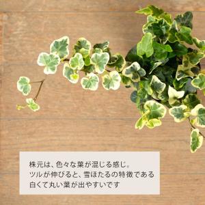 観葉植物 ヘデラ 室内 「雪ほたる」3号苗(ユ...の詳細画像5
