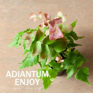 観葉植物 種類 室内 おしゃれ アジアンタム・マ...の商品画像