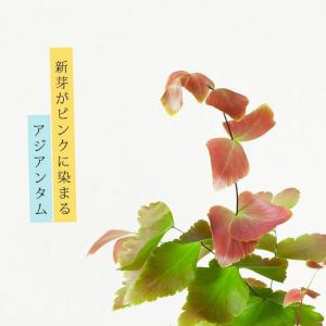 観葉植物 種類 室内 おしゃれ アジアンタム・...の詳細画像2