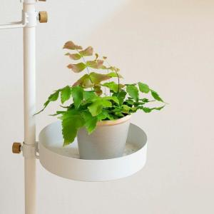 観葉植物 種類 室内 おしゃれ アジアンタム・...の詳細画像3