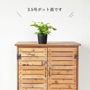 観葉植物 種類 室内 おしゃれ アジアンタム・...の詳細画像4