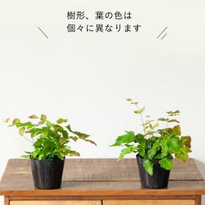 観葉植物 種類 室内 おしゃれ アジアンタム・...の詳細画像5