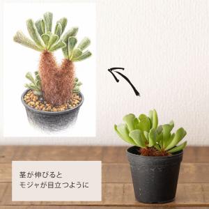 多肉植物 アドロミスクス 室内 おしゃれ 崖の...の詳細画像1
