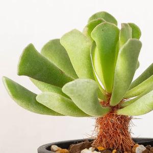 多肉植物 アドロミスクス 室内 おしゃれ 崖の...の詳細画像2