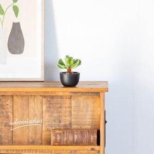 多肉植物 アドロミスクス 室内 おしゃれ 崖の...の詳細画像3