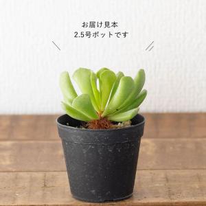 多肉植物 アドロミスクス 室内 おしゃれ 崖の...の詳細画像4