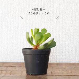 多肉植物 アドロミスクス 室内 おしゃれ 崖の...の詳細画像5