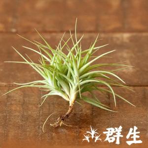 エアプランツ チランジア レギュラーサイズ アソート3種セット サイズ
