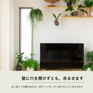観葉植物 種類 室内 おしゃれ コウモリラン ...の詳細画像5