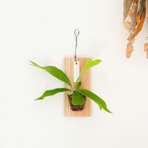 観葉植物 種類 室内 おしゃれ 吊り下げ ハン...の詳細画像3