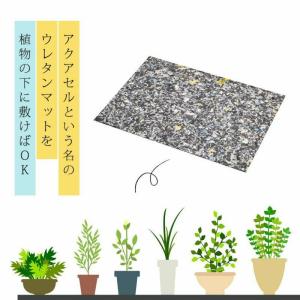 アクアセル「水やりが楽になる」「失敗が減る」初...の詳細画像2