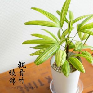 観葉植物）大型 インテリア ヤシ カンノンチク（観音竹）南山錦 6号