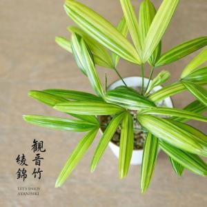 観葉植物 種類 室内 おしゃれ 観音竹 綾錦 ...の詳細画像1