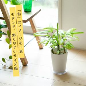 観葉植物 種類 室内 おしゃれ 観音竹 綾錦 ...の詳細画像2