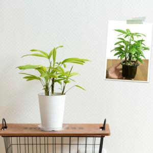 観葉植物 種類 室内 おしゃれ 観音竹 綾錦 ...の詳細画像3