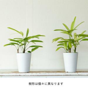 観葉植物 種類 室内 おしゃれ 観音竹 綾錦 ...の詳細画像5