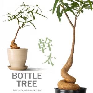 観葉植物 ボトルツリー 室内 おしゃれ 幹が太く、葉も面白い！ボトルツリー ※植替えtypeのお届けは3/14〜