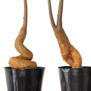 観葉植物 ボトルツリー 室内 おしゃれ 幹が太...の詳細画像3