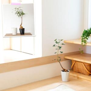 観葉植物 ボトルツリー 室内 おしゃれ 幹が太...の詳細画像5