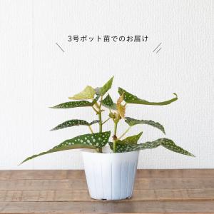 「マクラータ」よりも水玉、ベゴニア・ホワイトア...の詳細画像2