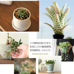 観葉植物 土 観葉植物の土 栽培家・杉山拓巳氏...の詳細画像3