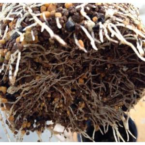 観葉植物 土 観葉植物の土 栽培家・杉山拓巳氏...の詳細画像4