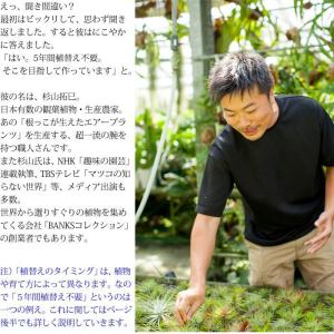 観葉植物 土 観葉植物の土 栽培家・杉山拓巳氏...の詳細画像5