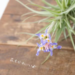 エアープランツ エアプランツ 大きめ満足サイズ...の詳細画像1