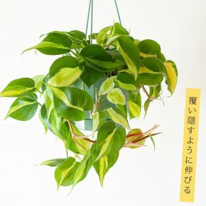 観葉植物 種類 室内 おしゃれ 吊り下げ ハンギング フィロデンドロン・オキシカルジウム”ブラジル”｜e-8783