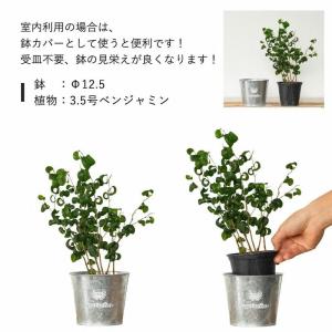 ブリキ鉢スタンダードtype 室内外で使える!...の詳細画像2