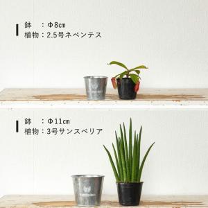 ブリキ鉢スタンダードtype 室内外で使える!...の詳細画像3