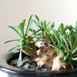 観葉植物 ガビザン 室内 おしゃれ ユーフォルビア・ガビザン（峨眉山