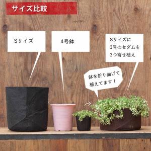 ルーツポーチSサイズ(直径21cm #2) 鉢...の詳細画像3