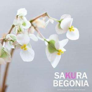 観葉植物 種類 室内 おしゃれ 塊根 さくらベ...の詳細画像1