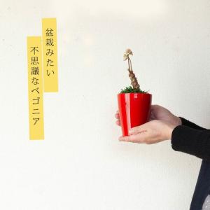 観葉植物 種類 室内 おしゃれ 塊根 さくらベ...の詳細画像2