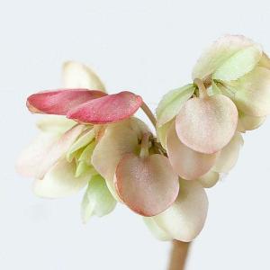 観葉植物 種類 室内 おしゃれ 塊根 さくらベ...の詳細画像3