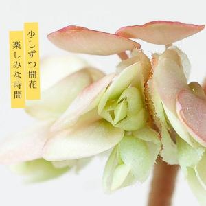 観葉植物 種類 室内 おしゃれ 塊根 さくらベ...の詳細画像4