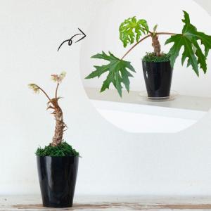 観葉植物 種類 室内 おしゃれ 塊根 さくらベ...の詳細画像5