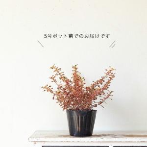 コプロスマ・レインボーピンク5号苗 屋外植物 ...の詳細画像2